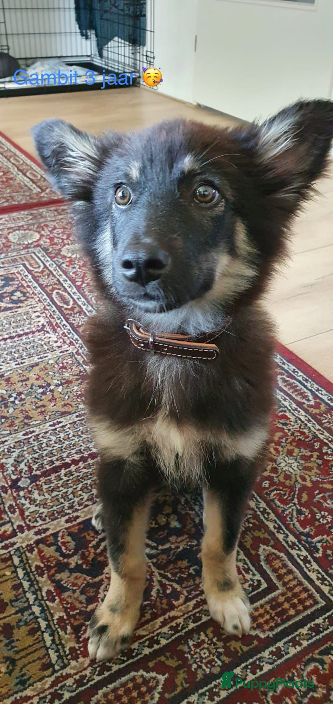 Kruising honden ter dekking: Unieke Dekreu aangeboden in Almelo - Afbeelding 2