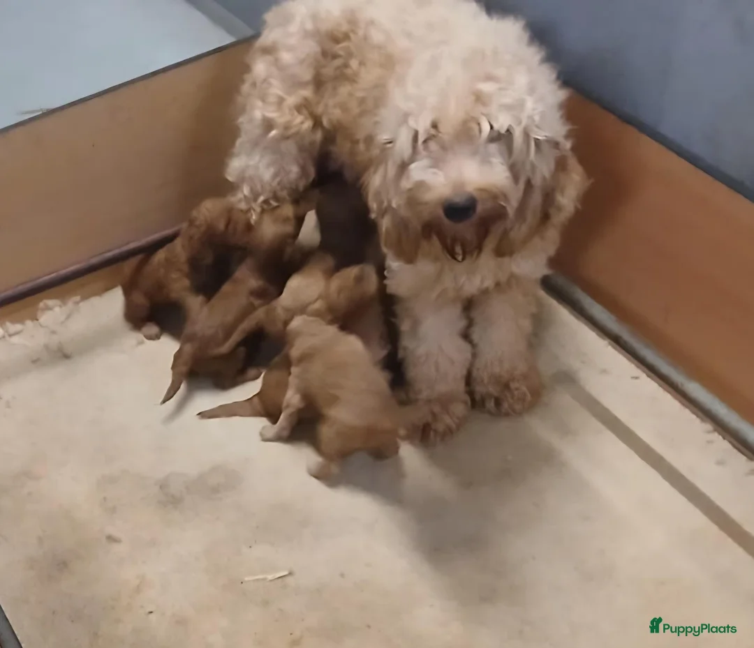 Kruising honden te koop: Labradoodle pups abrikoos medium multigen - Advertentie 4