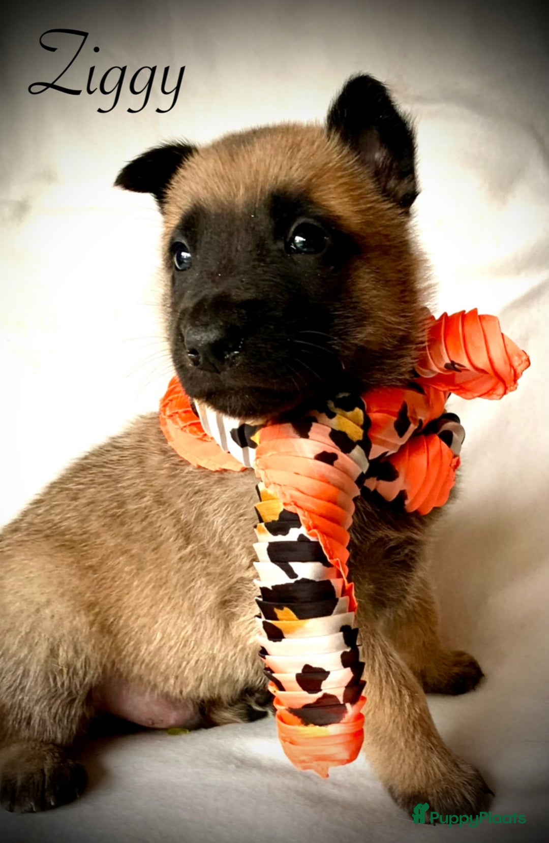 Mechelse Herder honden te koop: Mechelse herder pups met stamboom F.C.I - Advertentie 6