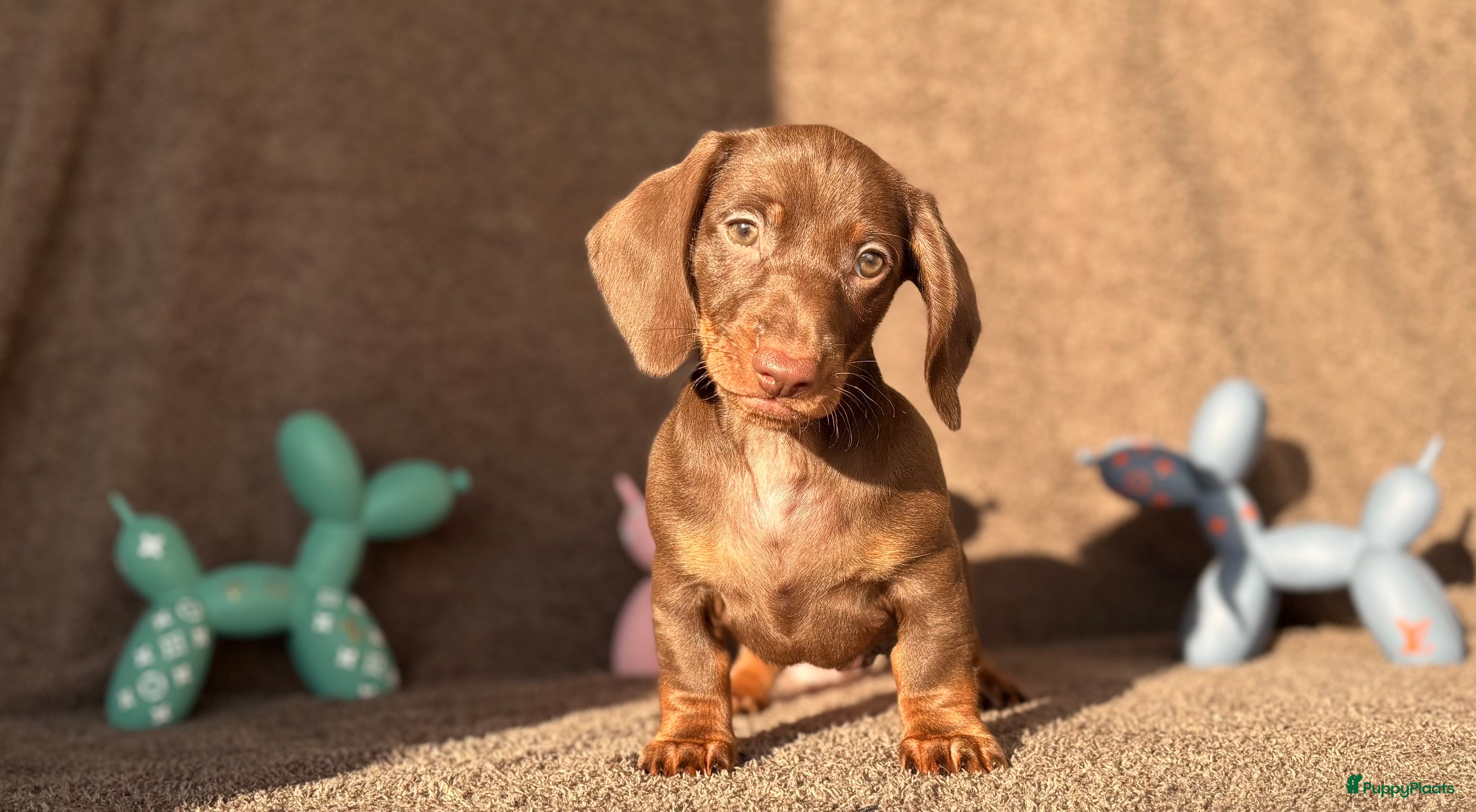 Teckel (korthaar)  honden Mooie choco ten pup - Advertentie 1