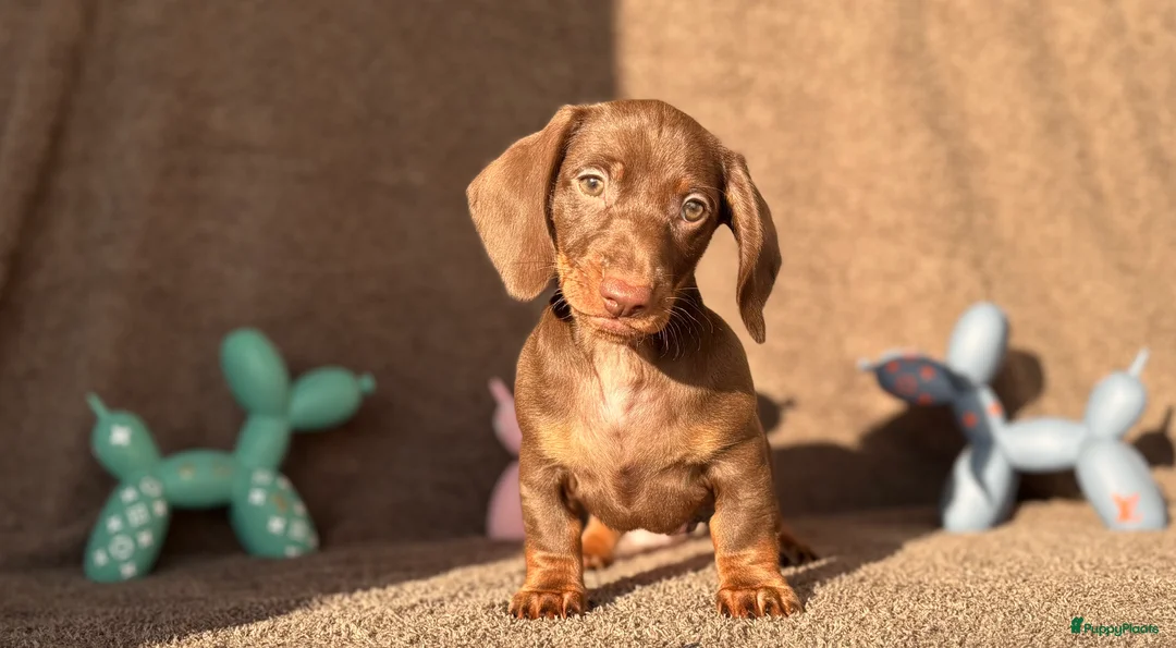 Teckel (korthaar)  honden te koop: Mooie choco ten pup - Advertentie 1