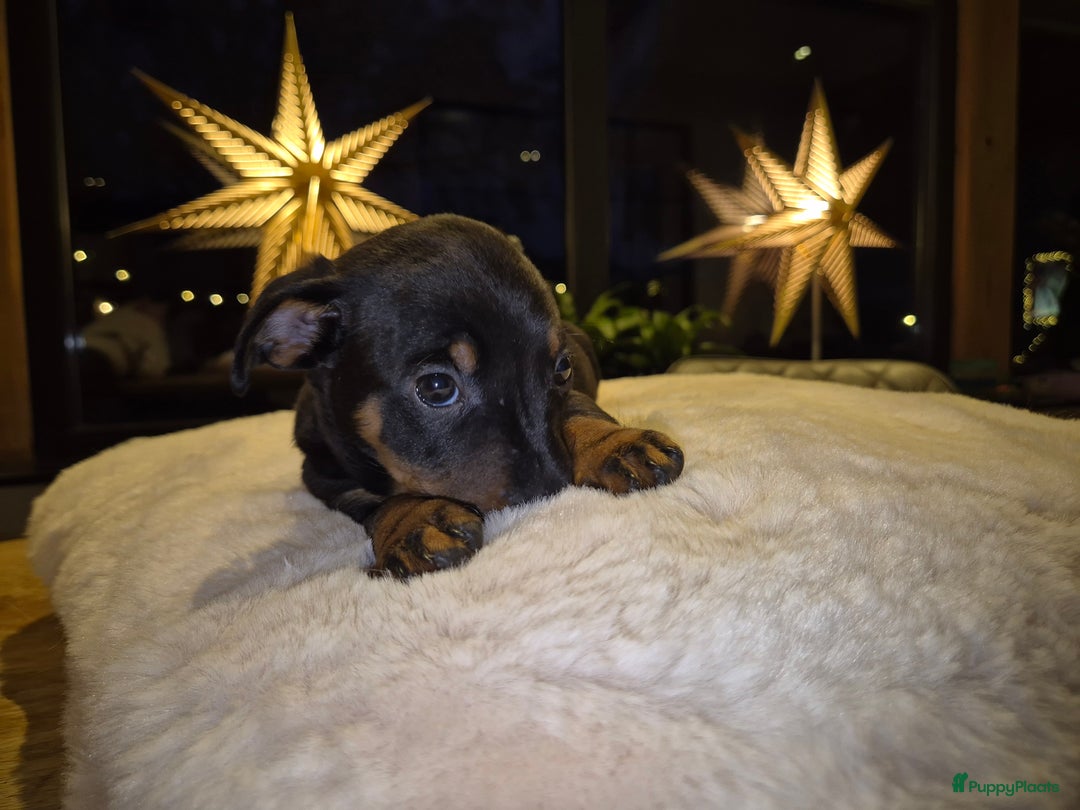 Jack Russel Terriër honden te koop: JACK RUSSEL PUPS - Advertentie 10