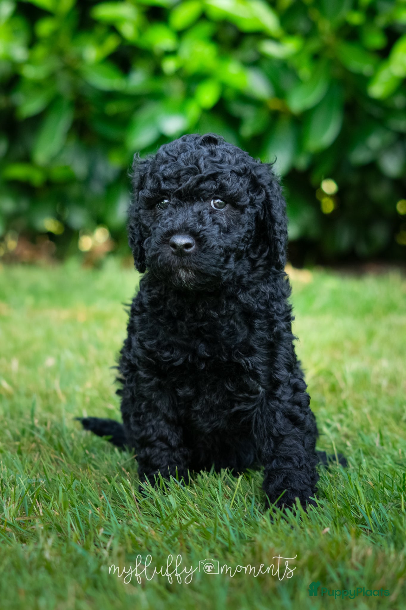Labradoodle honden te koop: Prachtige Labradoodle pups mogen verhuizen  - Advertentie 3