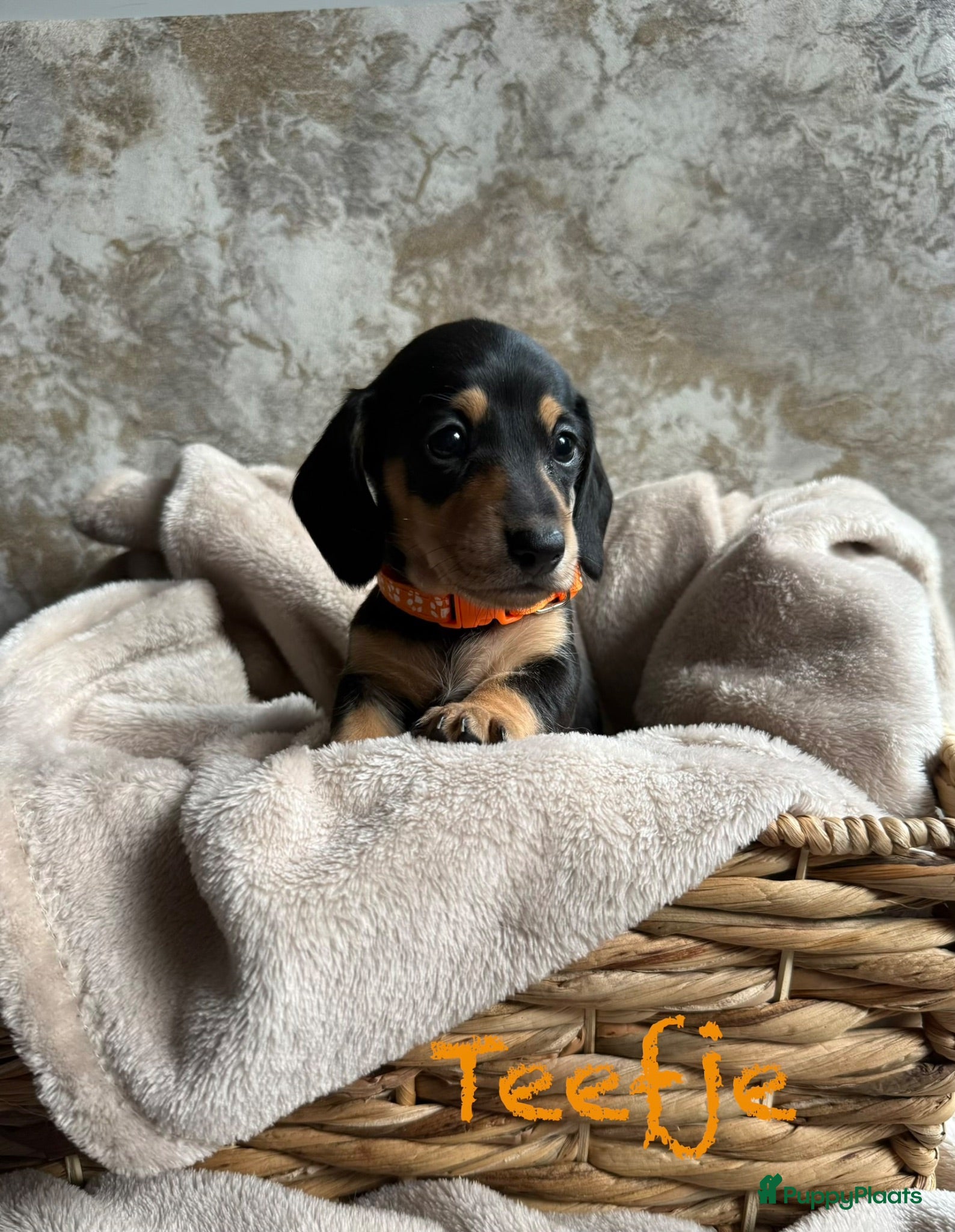 Teckel (korthaar)  honden Prachtig teckel puppy’s nog 3 beschikbaar 🐶 - Advertentie 2