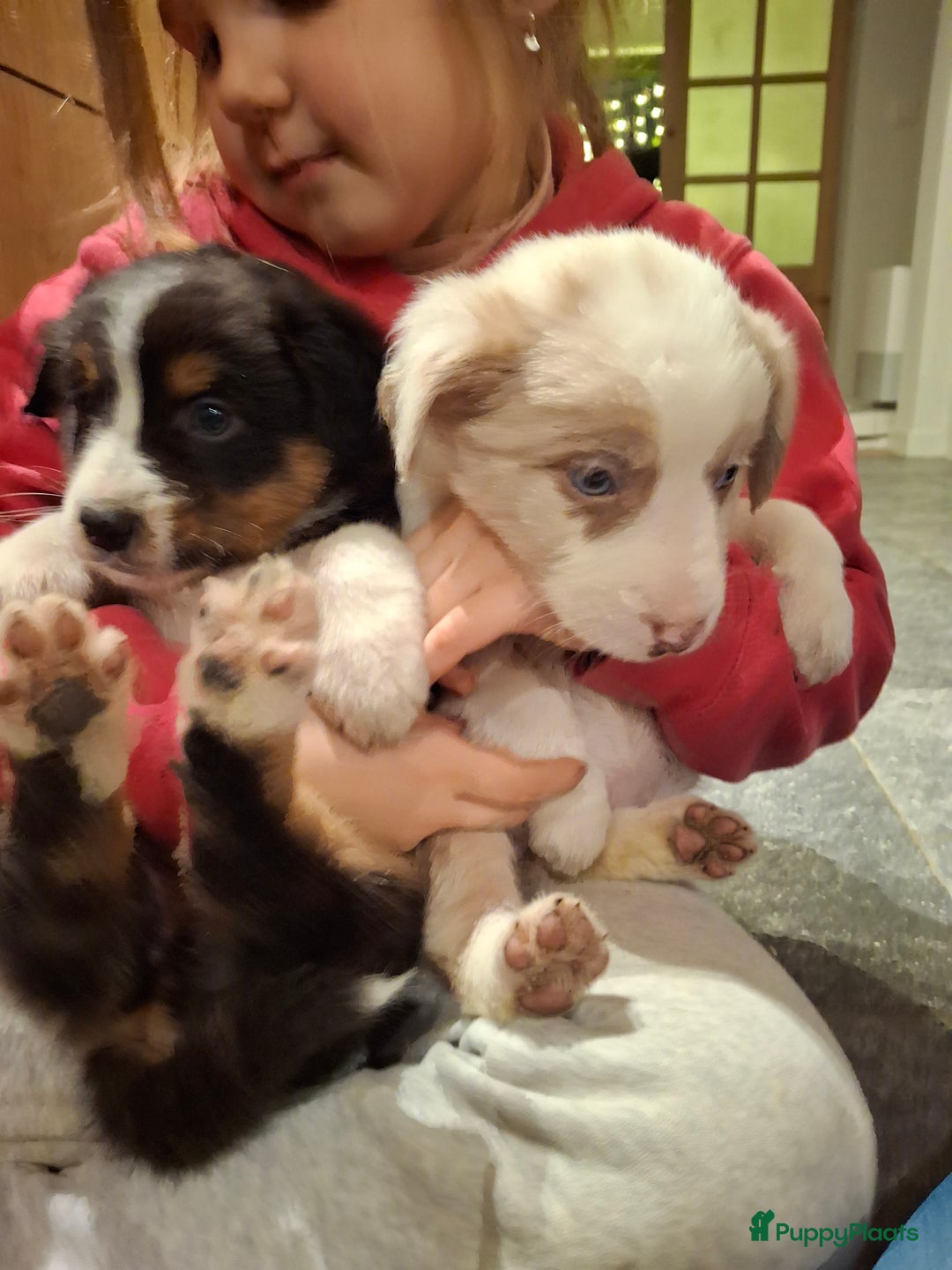 Australian Shepherd honden te koop: Raszuiver Australian Shepherd pups op de boerderij - Advertentie 3
