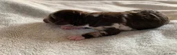 Labradoodle honden te koop: 6 prachtige Labradoodle puppy’s beschikbaar - Advertentie 17