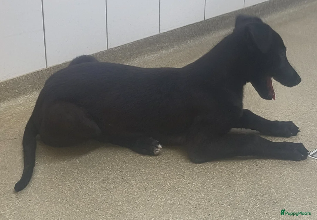 Greyhound honden te koop: 2 Greyhound. Puppy's in Amersfoort - Advertentie 1