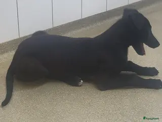 Greyhound honden 2 Greyhound. Puppy's - Advertentie 4