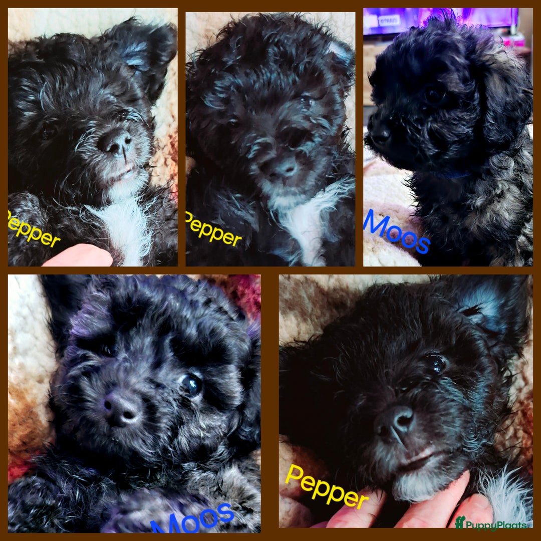 Maltipoo honden te koop: Maltipoo - Advertentie 4