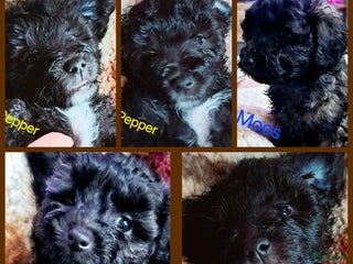 Maltipoo honden Maltipoo - Advertentie 1