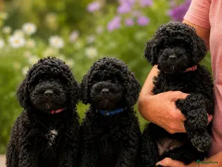Goldendoodle honden Goldendoodle multigenerationele F4 pups - Advertentie 13