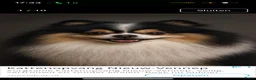 Pomeriaan honden te koop: 3 prachtige pups mogen het nest verlaten - Advertentie 2