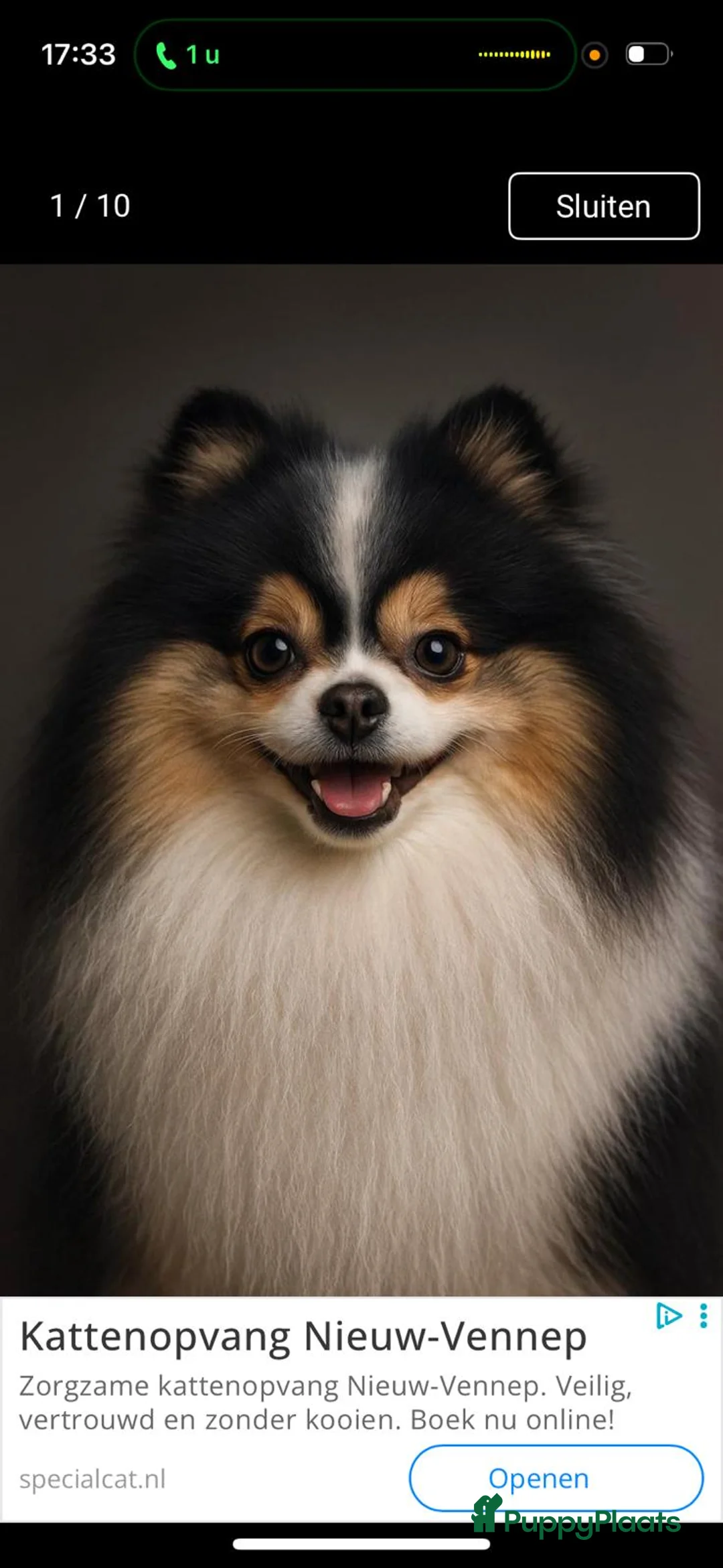Pomeriaan honden te koop: 3 prachtige pups mogen het nest verlaten - Advertentie 2