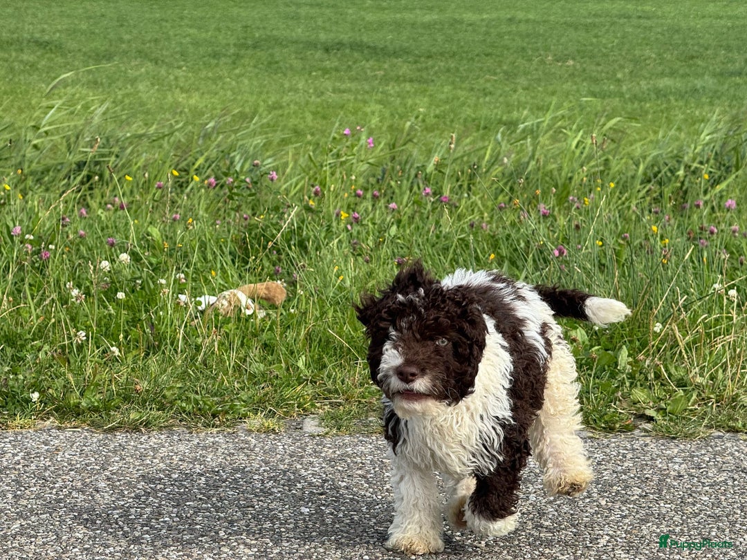 Spaanse Waterhond honden te koop: Spaanse Waterhond pups - Afbeelding 11