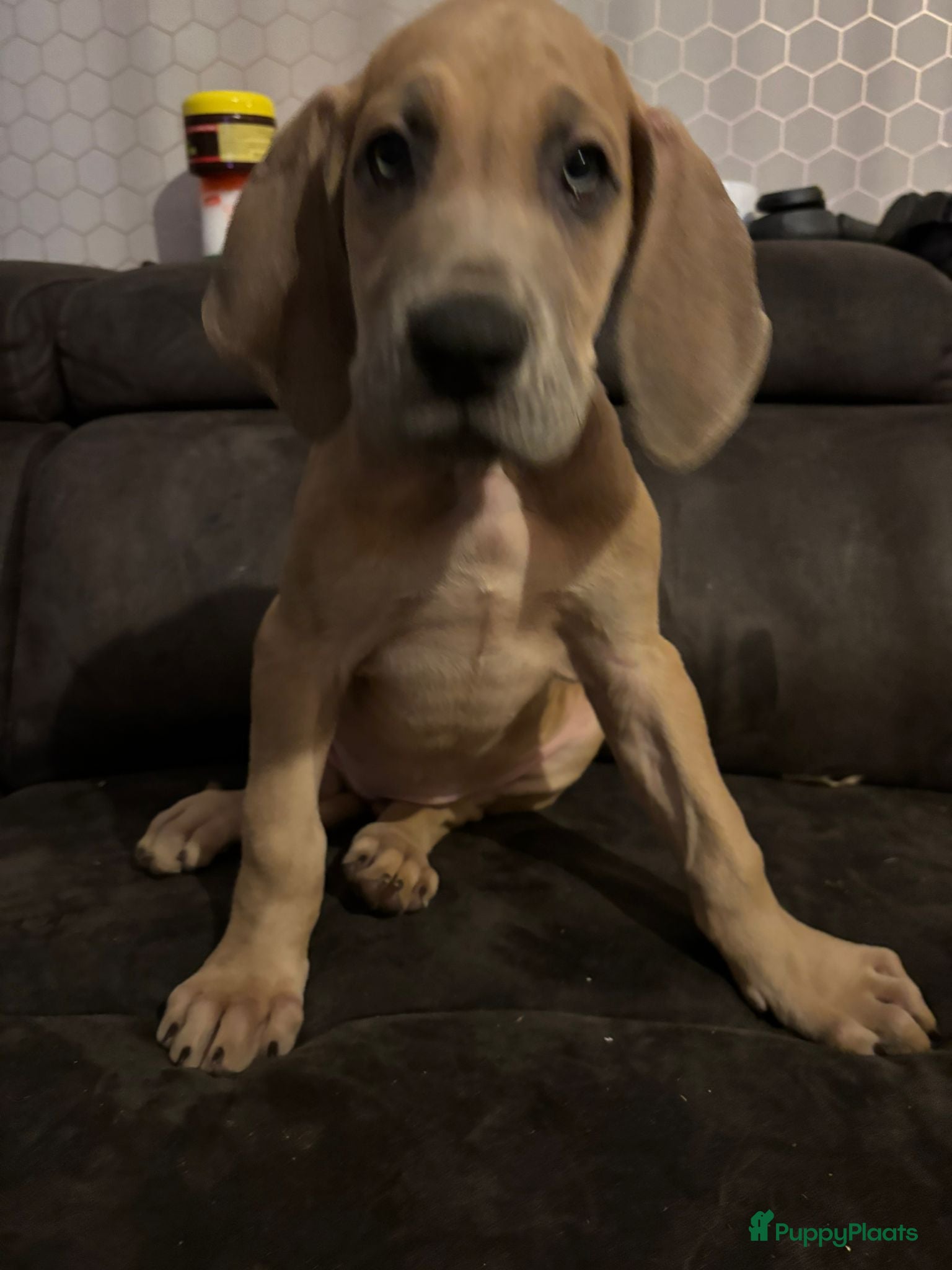 Duitse Dog honden Duitse dog pups - Advertentie 1