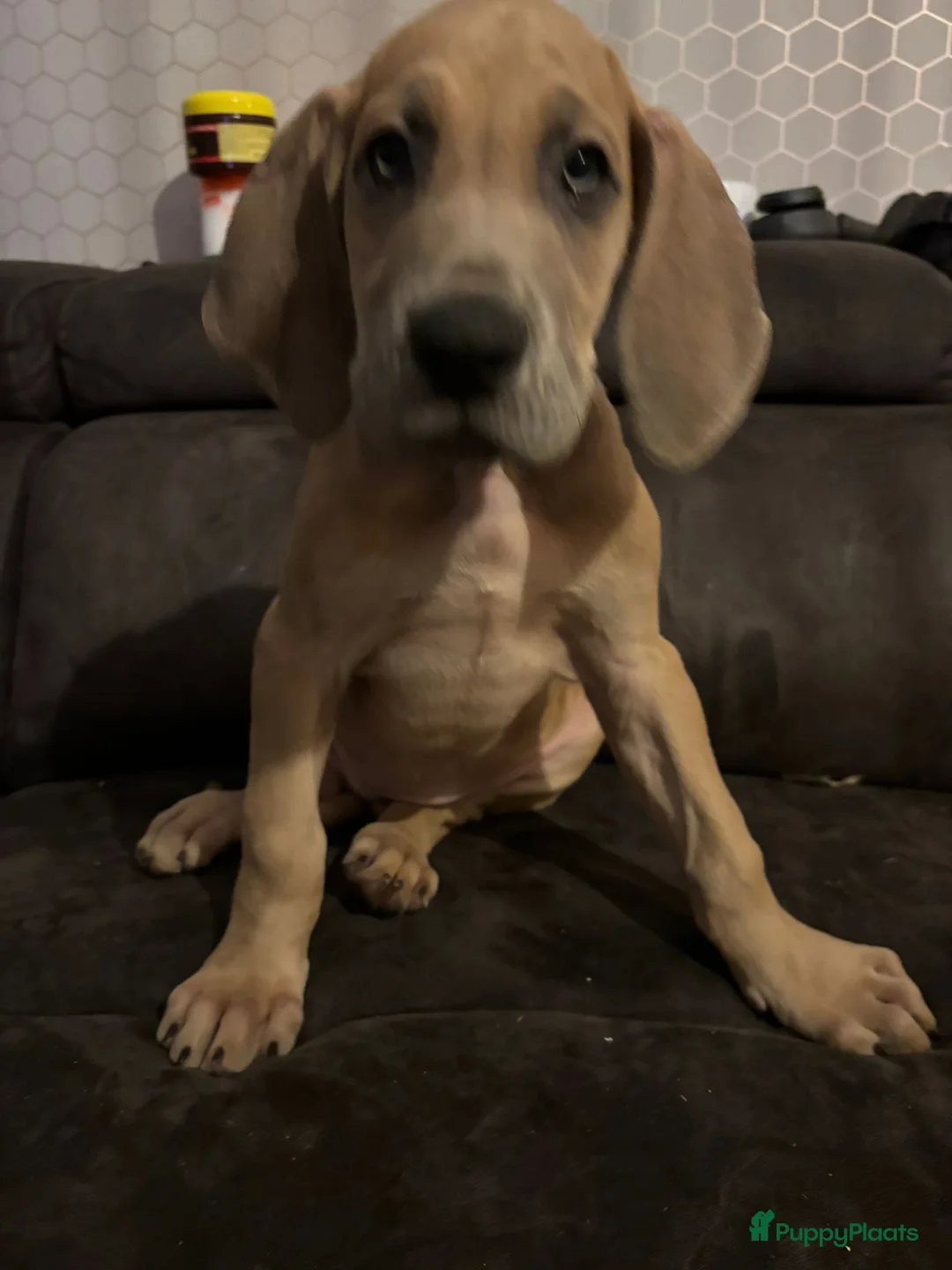 Duitse Dog honden te koop: Duitse dog pups - Advertentie 1