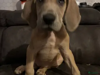 Duitse Dog honden Duitse dog pups - Advertentie 1