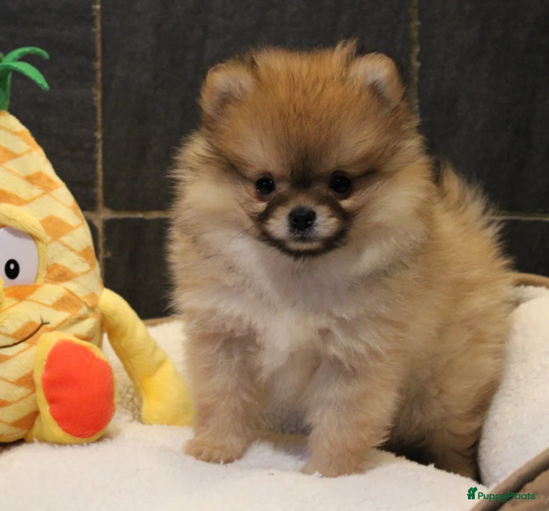 Pomeriaan honden te koop: Pomeriaan pups - Advertentie 10