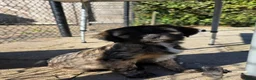 Tibetaanse Terriër honden te koop: Tibetaanse terriër pups, uit geteste ouders - Advertentie 2
