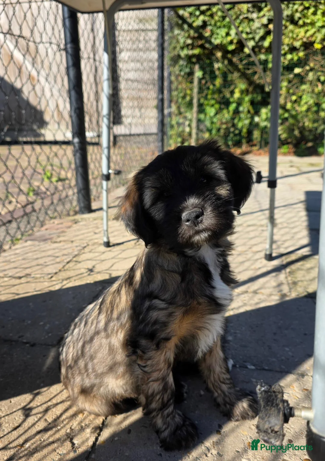 Tibetaanse Terriër honden te koop: Tibetaanse terriër pups, uit geteste ouders - Advertentie 2