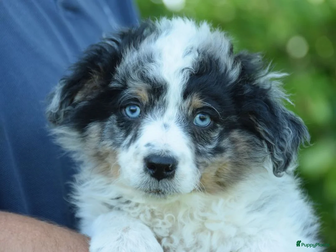 Australian Shepherd honden te koop: Knappe Miniature American Shepherd (MAS) pups - Advertentie 2