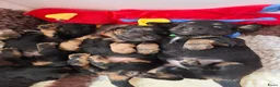 Teckel (langhaar) honden te koop: Prachtige Black en Tan pups - Advertentie 13