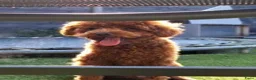 Poedel Toy honden te koop: goed thuis gezocht voor Jouki - Advertentie 3