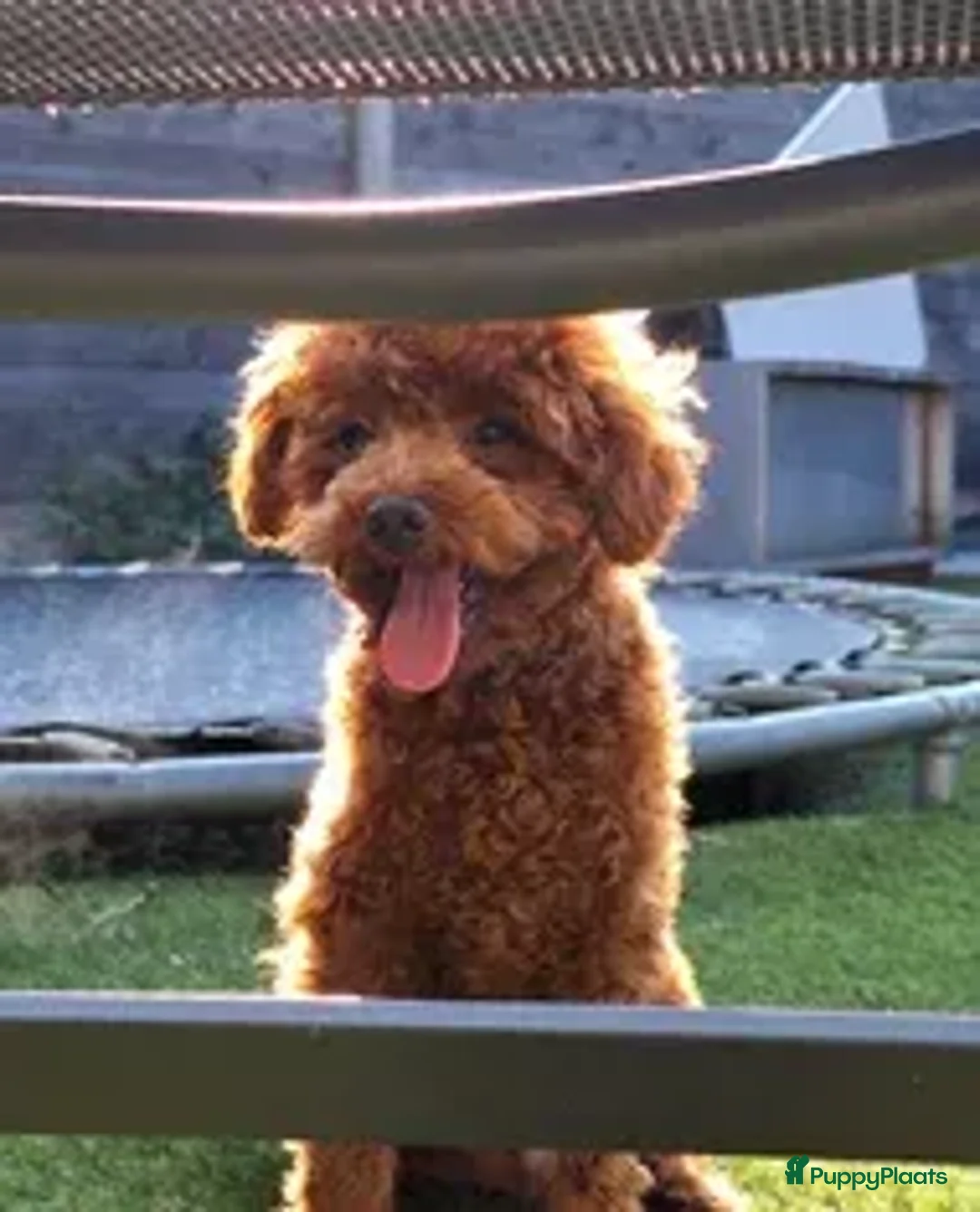Poedel Toy honden te koop: goed thuis gezocht voor Jouki - Advertentie 3