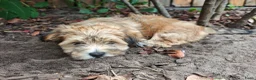 Havanezer honden te koop: Nog 1 Havanezer reutje beschikbaar - Advertentie 5