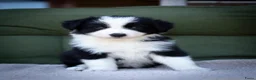 Border Collie honden te koop: FCI stamboom Bordercollie pups te koop 🩷🩵🩵🩵 - Advertentie 5