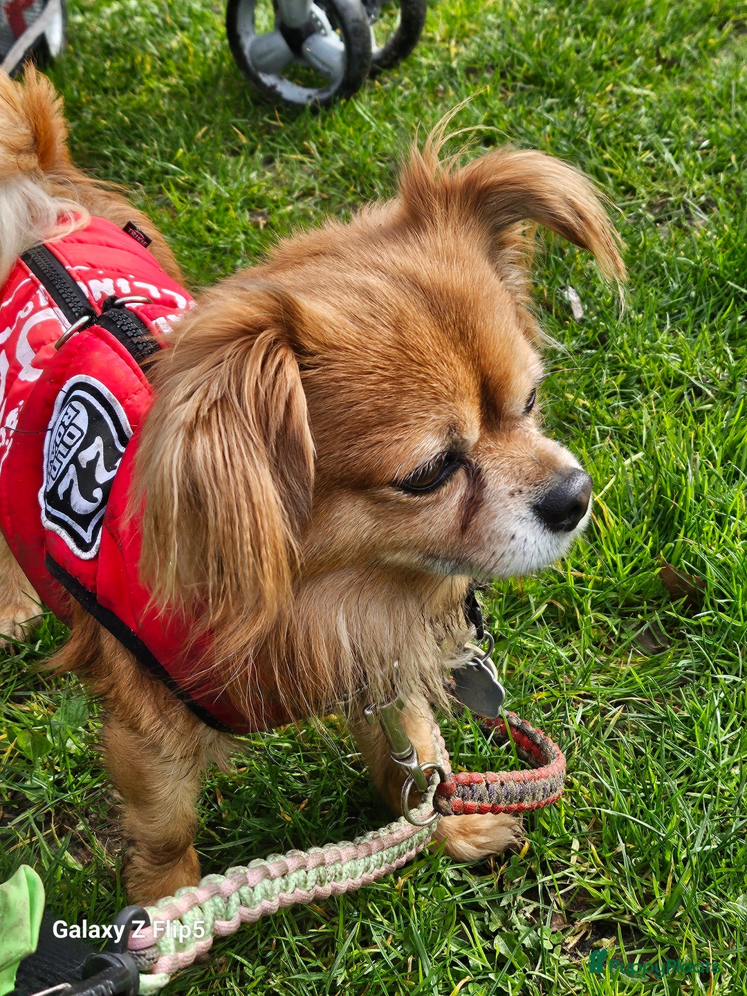 Chihuahua honden ter adoptie: Bubbles - Advertentie 2