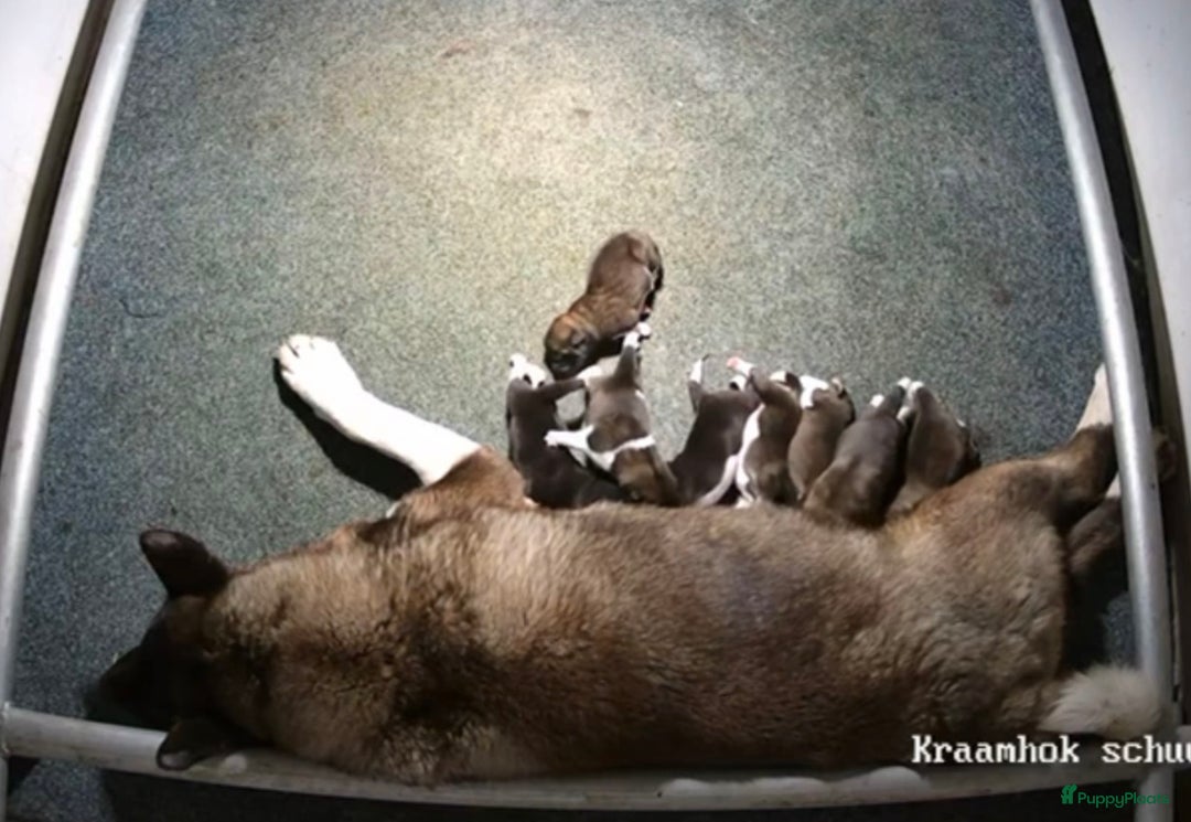 American Akita honden te koop: Prachtige American akita pups van unieke bloedlijn - Advertentie 34
