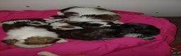 Shih Tzu honden te koop: Lieve leuke raszuiver shih tzu pups  - Advertentie 22