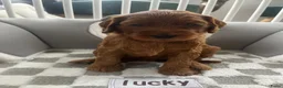 Australian Labradoodle honden te koop: Australian Labradoodle puppies - Advertentie 5