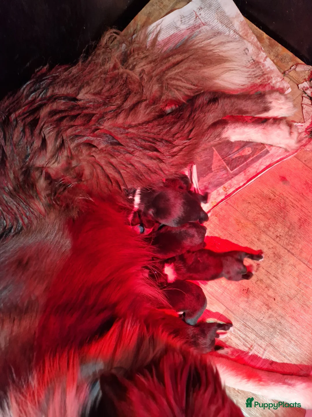 Border Collie honden te koop: Border collie pups - Advertentie 10