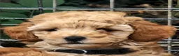 Poedel Toy honden te koop: Schattige toypoedel toy poedel pups 3 reutjes  - Advertentie 18