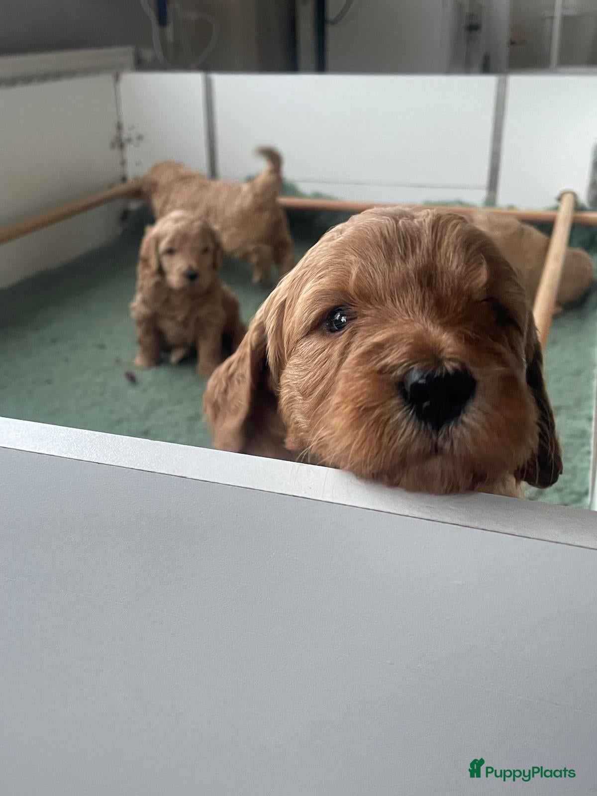 Kruising honden te koop: Goldendoodle x Australische labradoodle pups - Advertentie 1