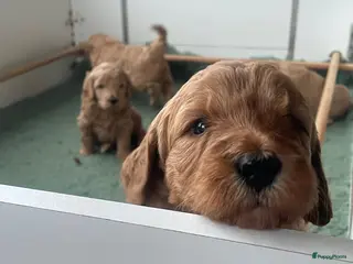 Kruising honden Goldendoodle x Australische labradoodle pups - Advertentie 2