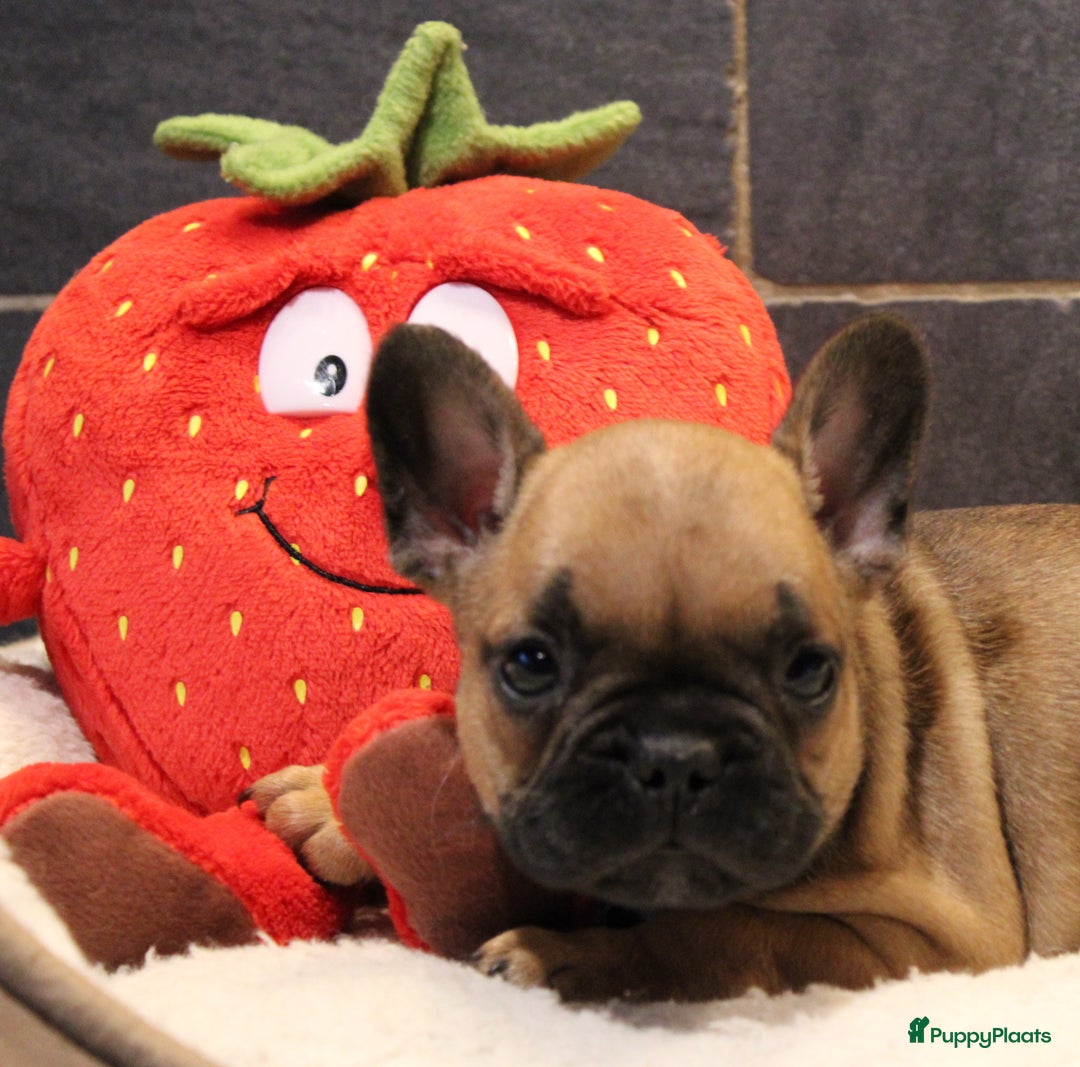 Franse Bulldog honden te koop: Franse Bulldog pups - Advertentie 20