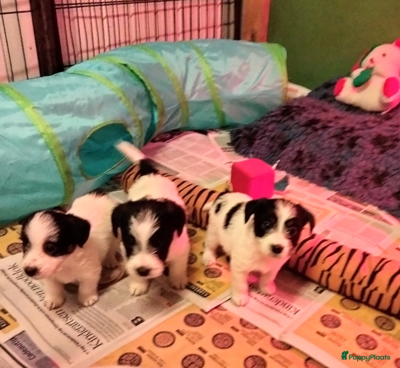 Jack Russel Terriër honden Jack Russell pups met stamboom - Advertentie 1