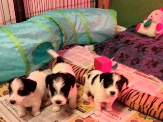 Jack Russel Terriër honden Jack Russell pups met stamboom - Advertentie 1