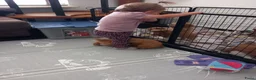 Maltipoo honden te koop: Mooie speelse maltipoo pups in Sint-Oedenrode - Advertentie 5