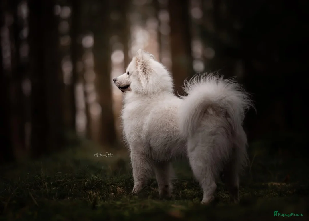 Samojeed honden te koop: Samojeed pups  - Advertentie 3