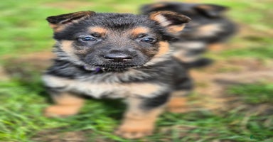 Duitse Herder honden - Advertentie 15