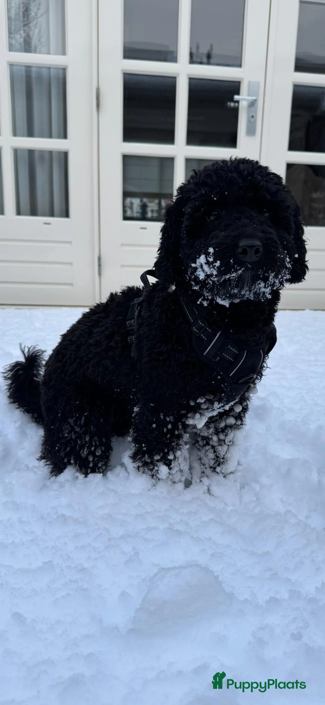 Australian Labradoodle honden te koop: Medium Australian Labradoodle pup nestaankondiging - Advertentie 27
