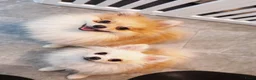 Pomeriaan honden te koop: Pomeriaan pups  - Advertentie 11