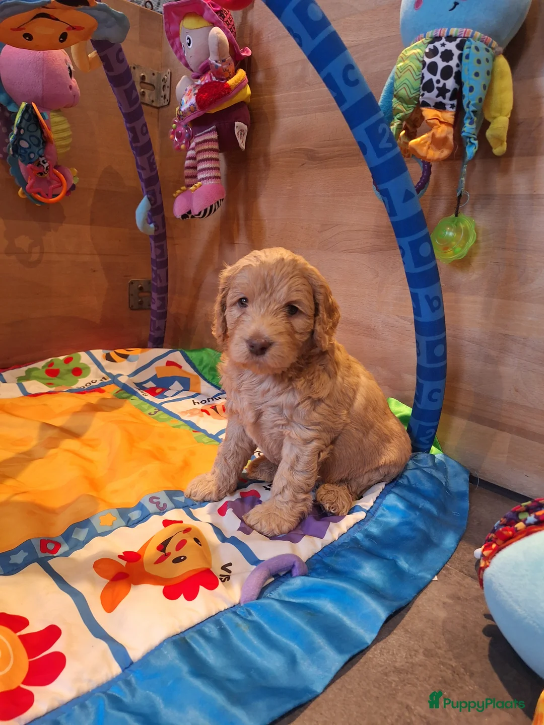 Kruising honden te koop: Australian labradoodle pups - Advertentie 16