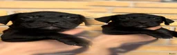 American Staffordshire Terriër honden te koop: Amerikaanse Stafford pups  - Advertentie 10