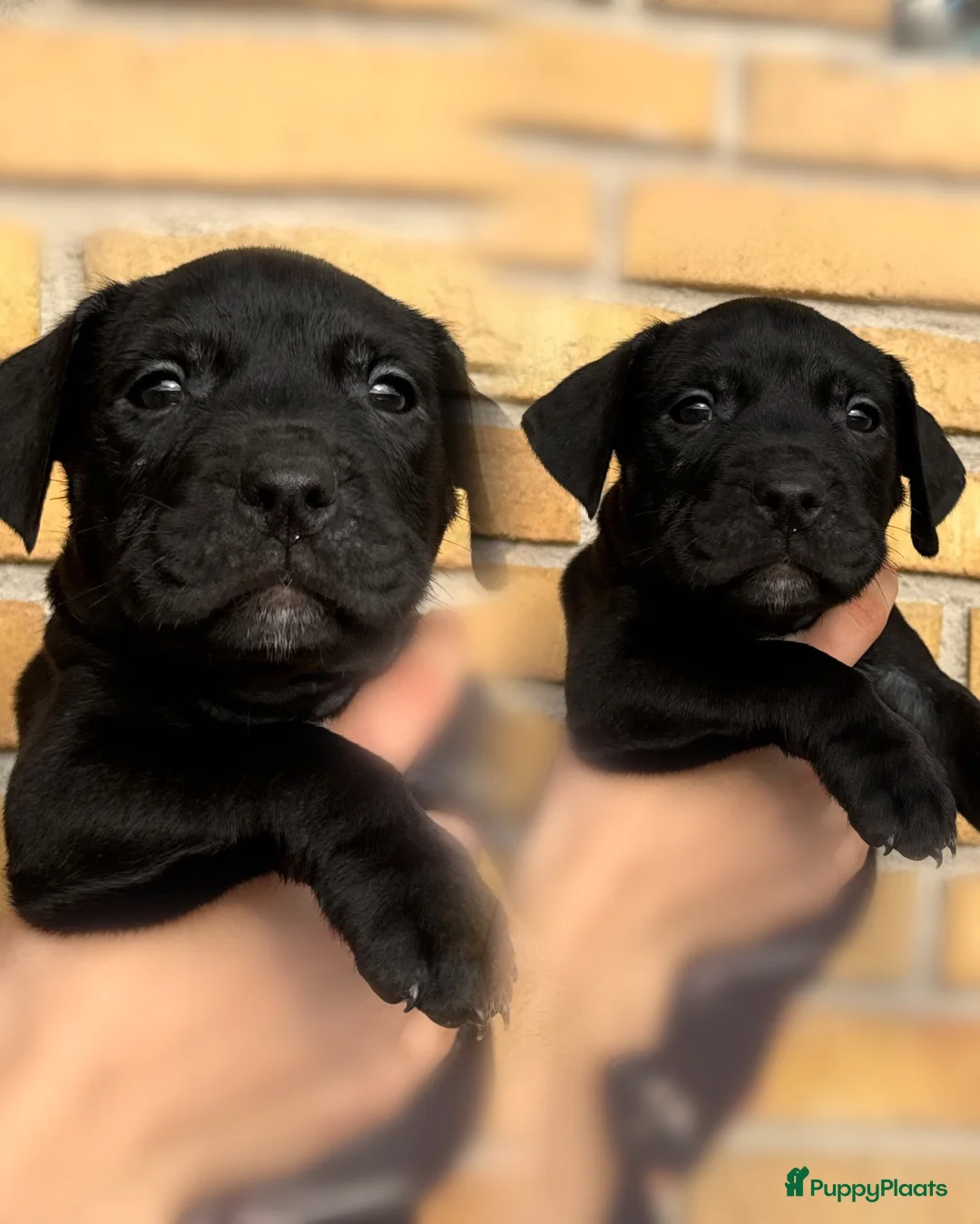 American Staffordshire Terriër honden te koop: Amerikaanse Stafford pups  - Advertentie 10