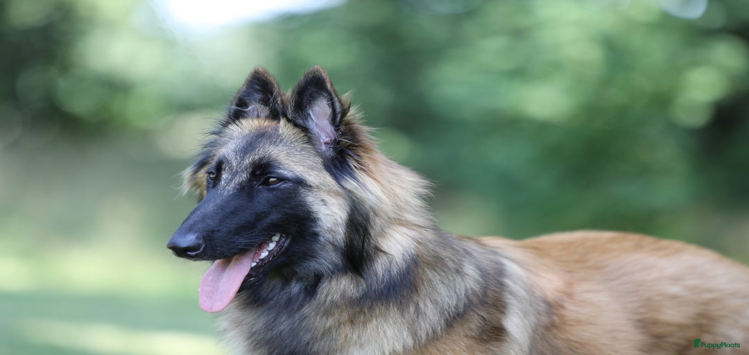 Galerij afbeelding {{count}}